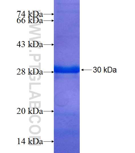 CPA2 fusion protein ag8080 SDS-PAGE