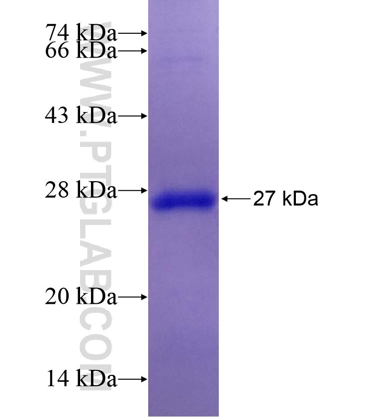 CRYBA2 fusion protein ag8244 SDS-PAGE