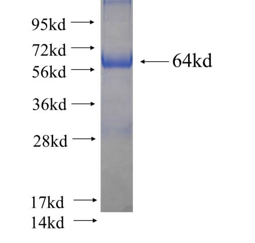 UNR; CSDE1 fusion protein ag4173 SDS-PAGE