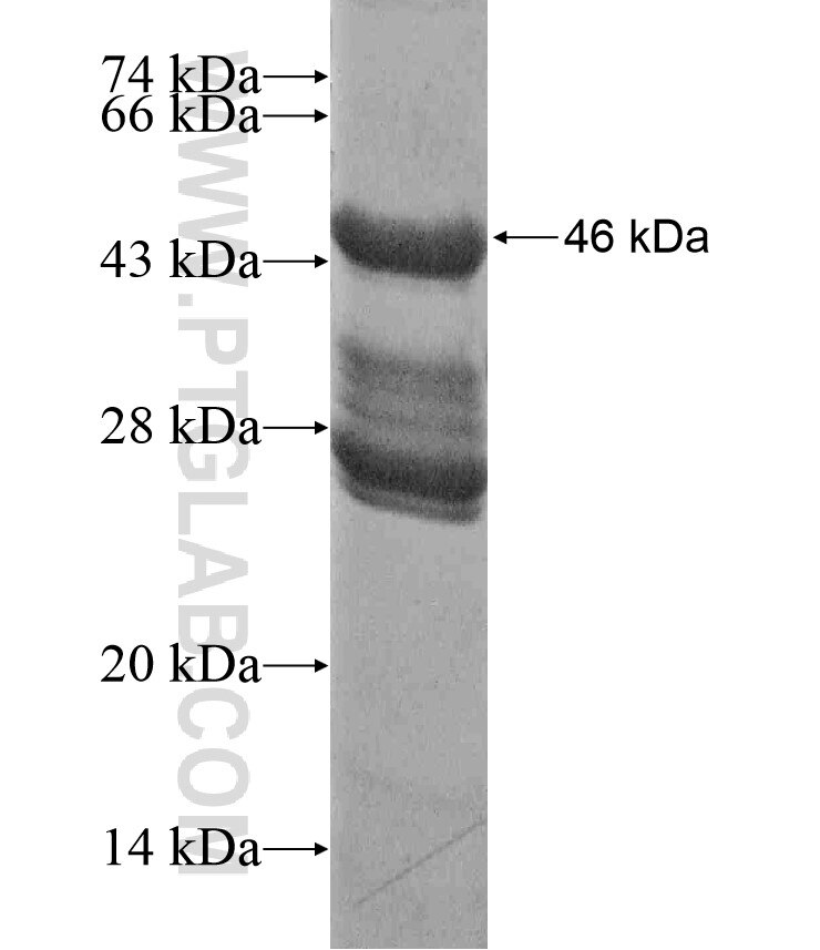 CTNNB1 fusion protein ag17524 SDS-PAGE