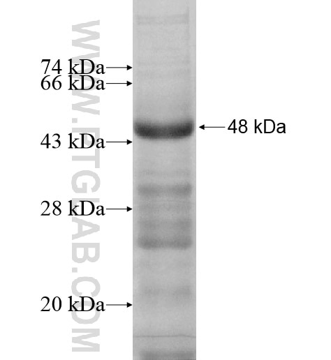 CTSW fusion protein ag11691 SDS-PAGE