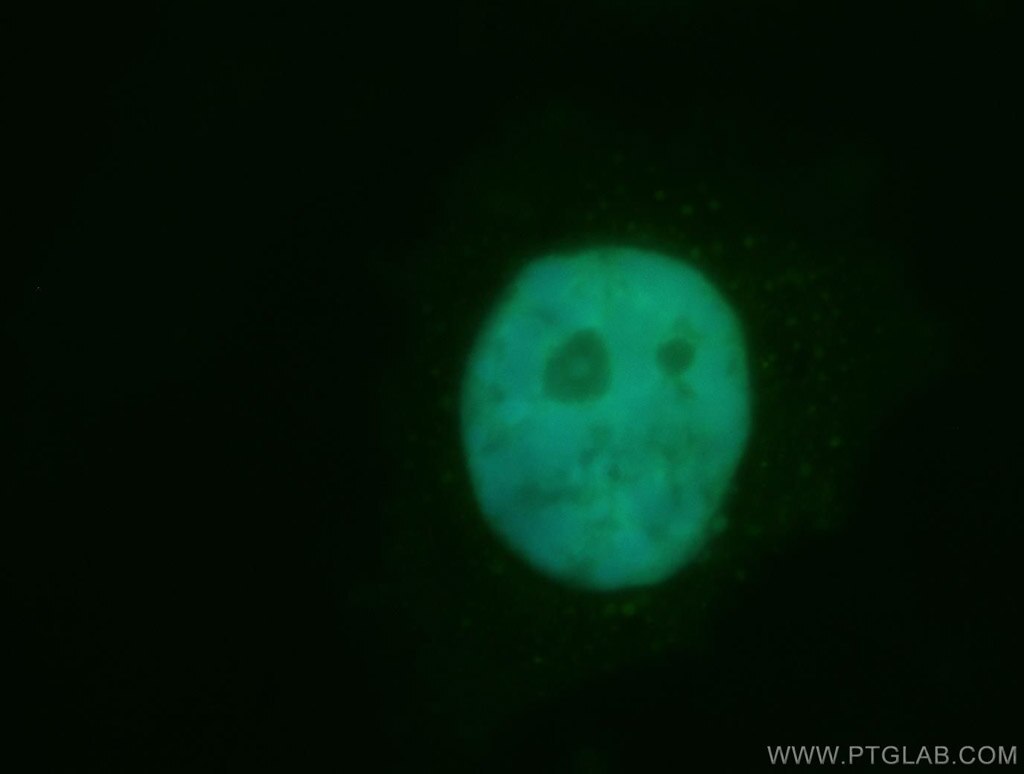 CUGBP1 Immunofluorescence IF 13002-1-AP CUGBP1 Antibody BRUNOL2; CUG-BP; CUGBP; NAB50; hNab50
