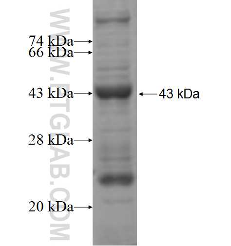 CUL5 fusion protein ag5453 SDS-PAGE