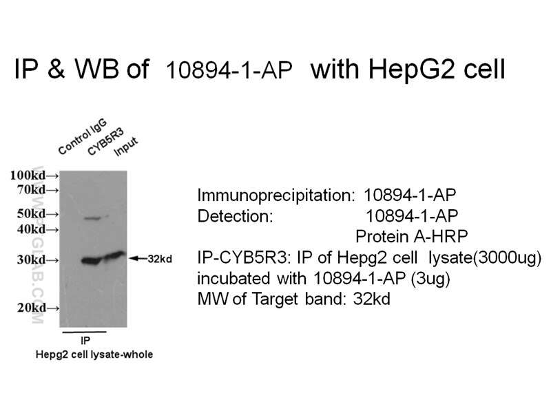 CYB5R3 IP 10894-1-AP CYB5R3 Antibody B5R; DIA1