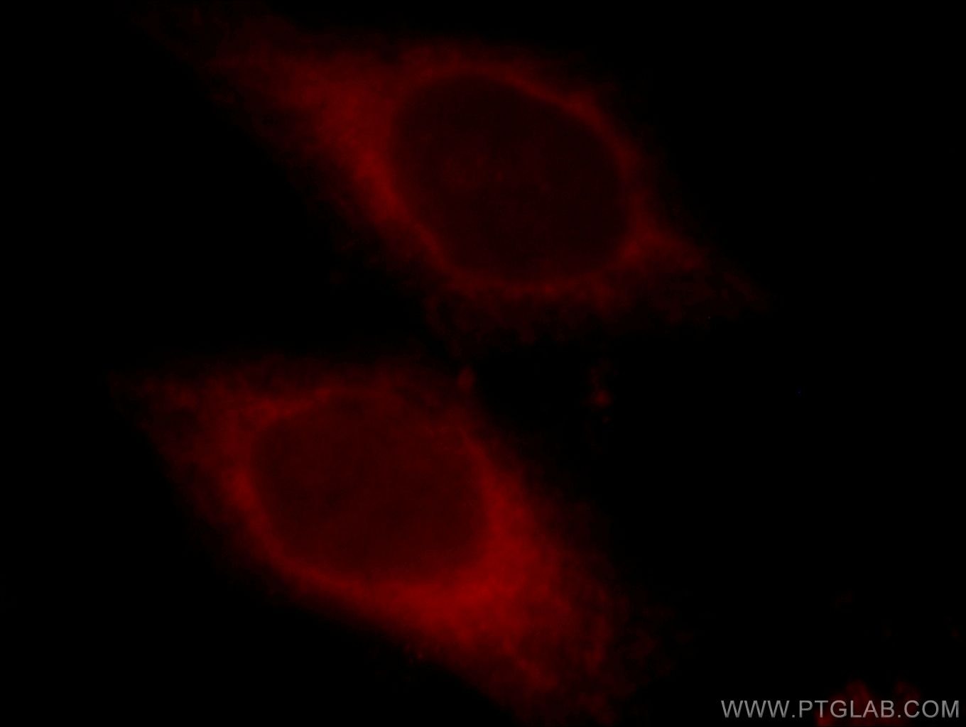 CYB5R3 Immunofluorescence IF 10894-1-AP CYB5R3 Antibody B5R; DIA1