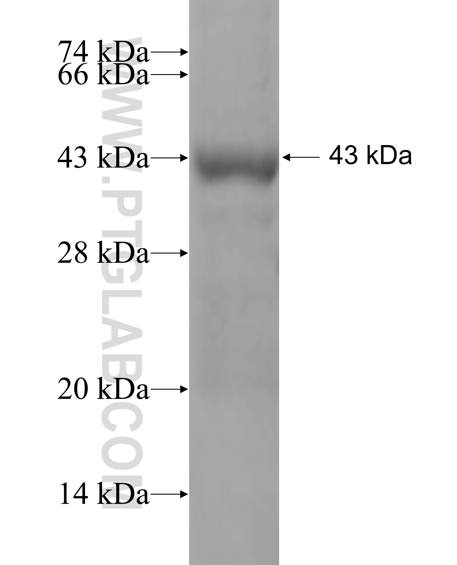 DBC1 fusion protein ag6588 SDS-PAGE