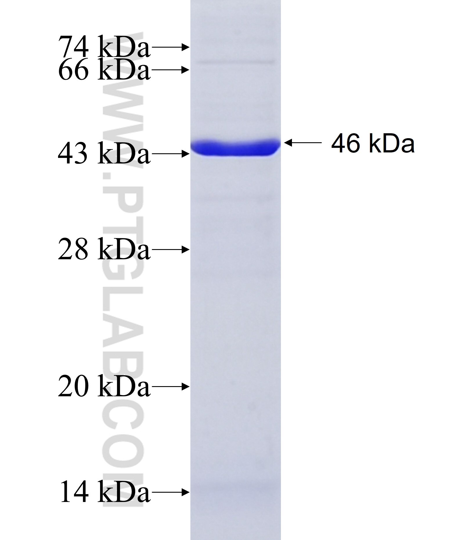 DCN fusion protein ag6275 SDS-PAGE