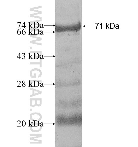 DCTN4 fusion protein ag10579 SDS-PAGE