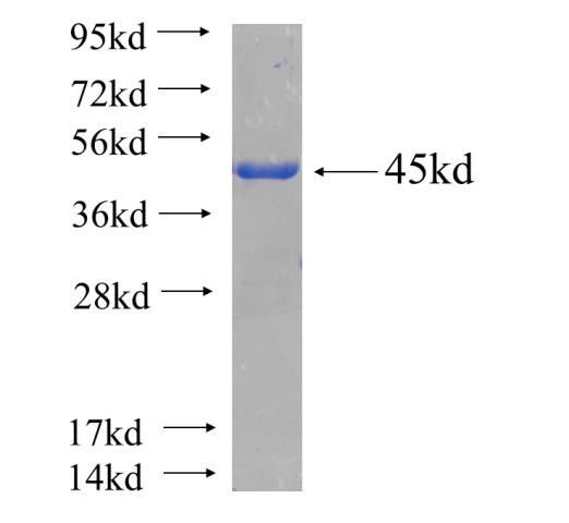 CHOP; GADD153 fusion protein ag7354 SDS-PAGE