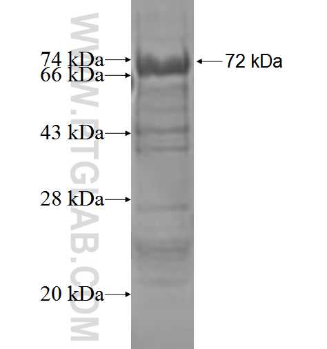 DDX11 fusion protein ag3666 SDS-PAGE