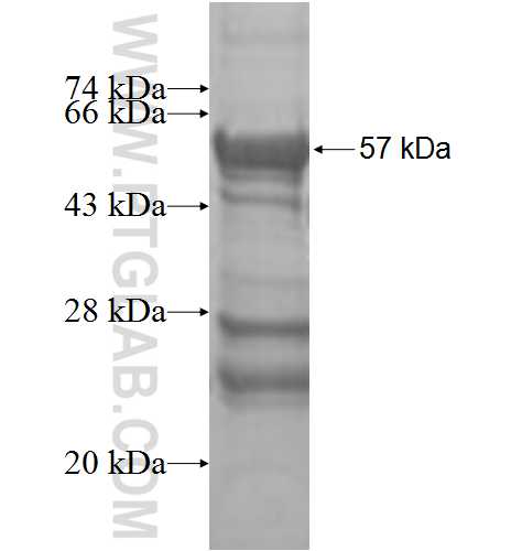 DHX30 fusion protein ag9460 SDS-PAGE