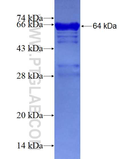 DIAPH3 fusion protein ag5656 SDS-PAGE