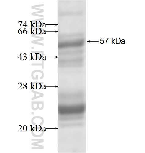 DIMT1L fusion protein ag7721 SDS-PAGE