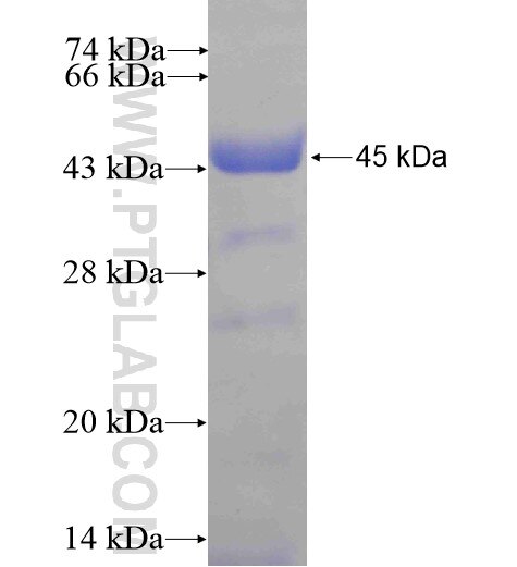DIS3 fusion protein ag6587 SDS-PAGE