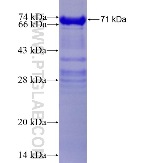 DNAJA1 fusion protein ag2284 SDS-PAGE