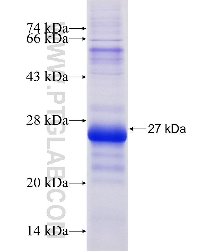 DNAJC5B fusion protein ag10744 SDS-PAGE