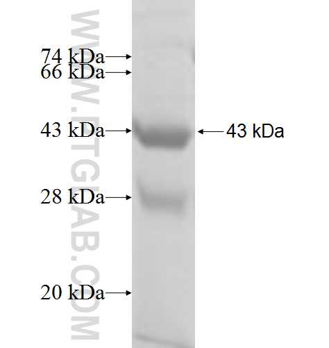 DNAL1 fusion protein ag8545 SDS-PAGE