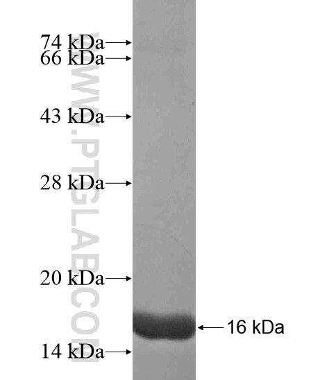 DUPD1 fusion protein ag19658 SDS-PAGE