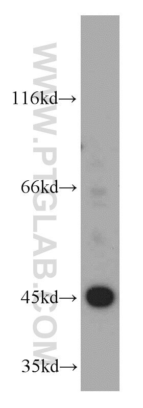 EI24 western blot WB 20456-1-AP EI24 Antibody PIG8; TP53I8