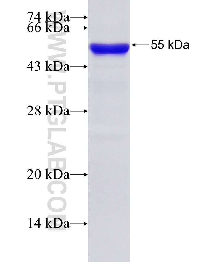 EIF4A3 fusion protein ag11130 SDS-PAGE