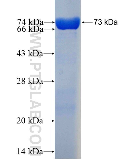 EIF4A3 fusion protein ag11701 SDS-PAGE