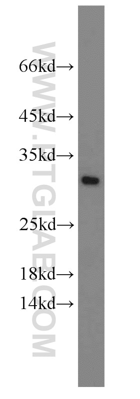 EIF6 western blot WB 10291-1-AP EIF6 Antibody 2; CAB; EIF3A; ITGB4BP; b; b(2)gcn; gcn; p27BBP