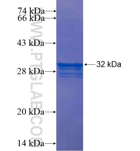 ENG fusion protein ag13335 SDS-PAGE