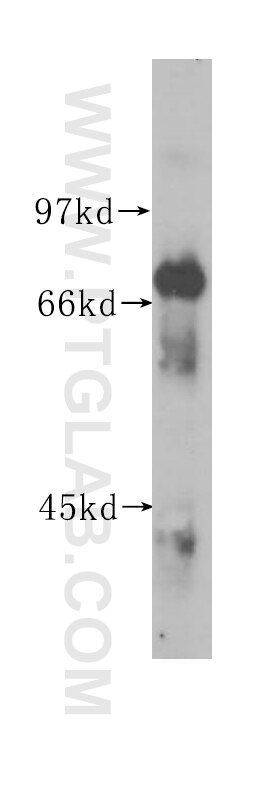 ENOX2 western blot WB 10423-1-AP ENOX2 Antibody APK1; COVA1; tNOX