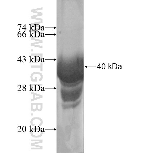EPHB3 fusion protein ag16016 SDS-PAGE
