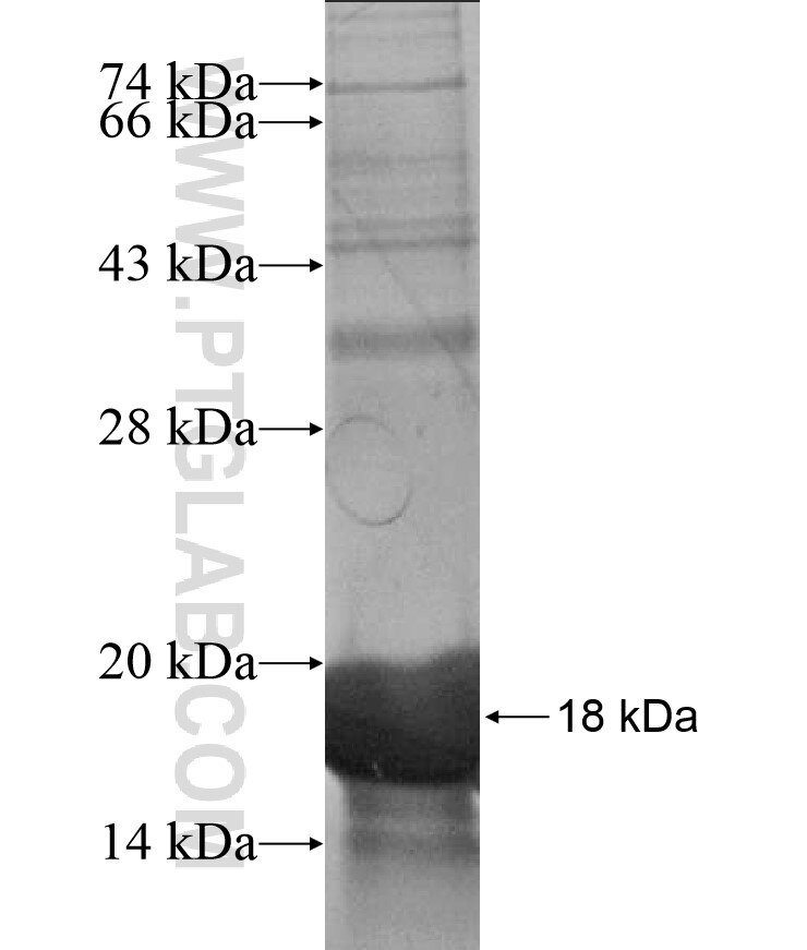 ER81 fusion protein ag17022 SDS-PAGE