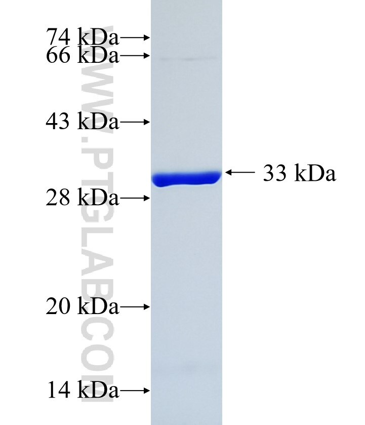 ERC2 fusion protein ag16080 SDS-PAGE