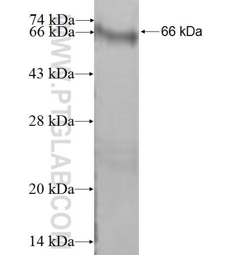 ETV1 fusion protein ag9691 SDS-PAGE