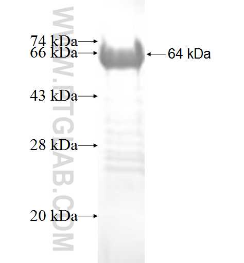 ETV1 fusion protein ag9692 SDS-PAGE