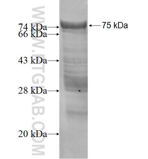 EVL fusion protein ag4302 SDS-PAGE