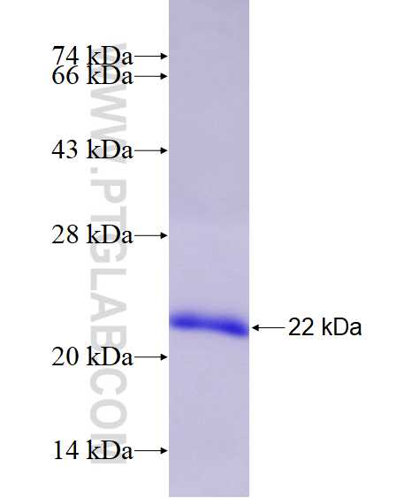 EZH1 fusion protein ag14732 SDS-PAGE
