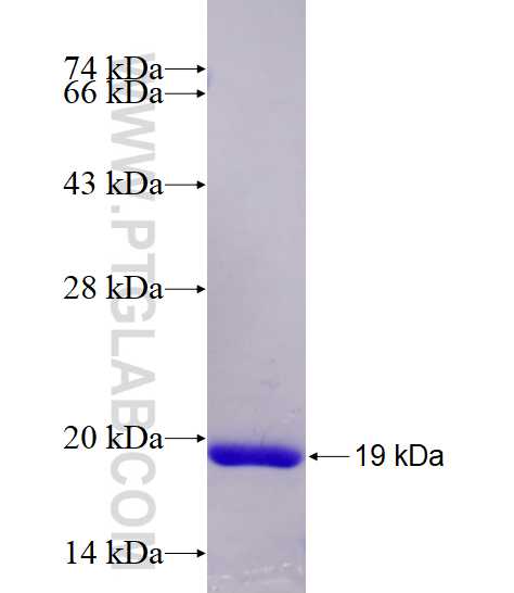 FABP7 fusion protein ag11233 SDS-PAGE