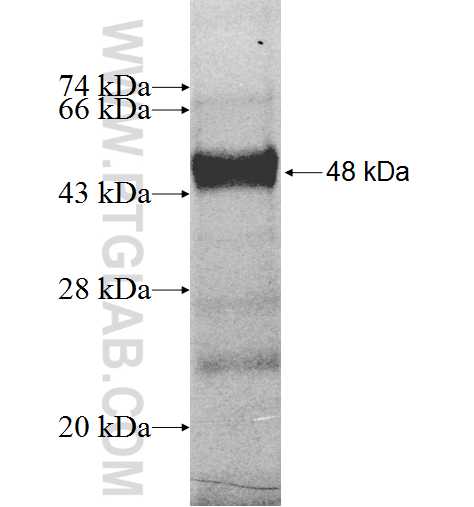 FAF2 fusion protein ag9236 SDS-PAGE