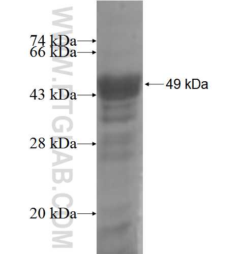 FAM20B fusion protein ag5912 SDS-PAGE