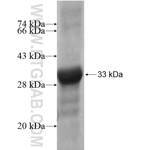 FAM3A fusion protein ag14343 SDS-PAGE