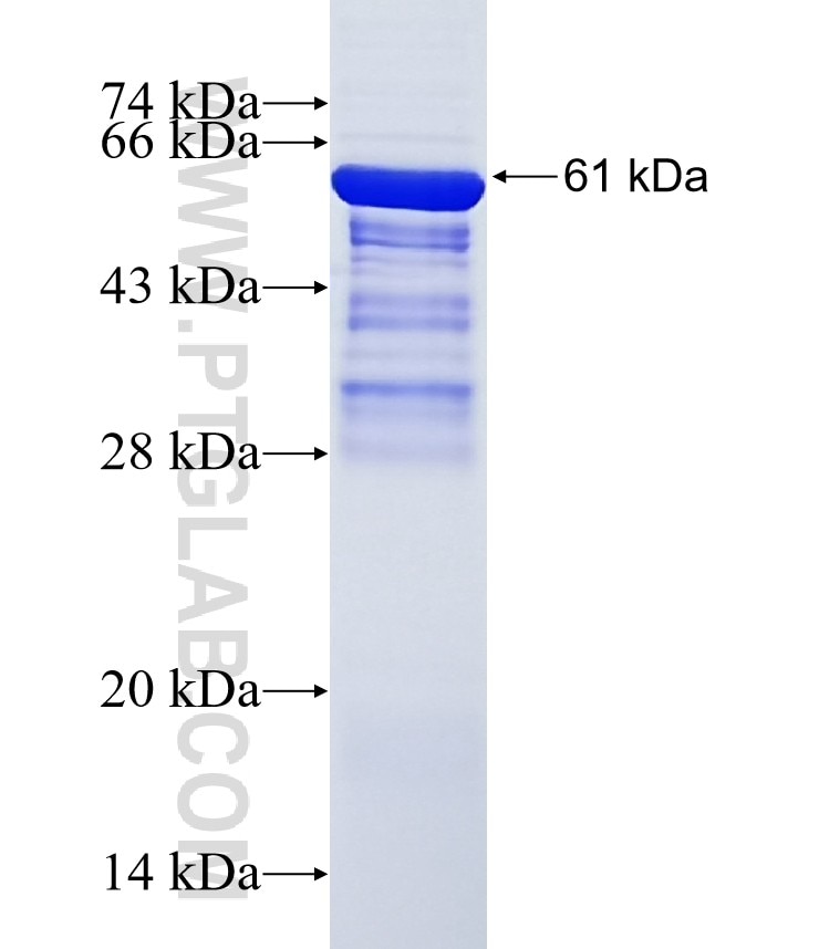 FAM84B fusion protein ag13243 SDS-PAGE