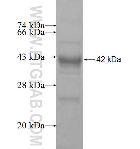 FANCC fusion protein ag9423 SDS-PAGE