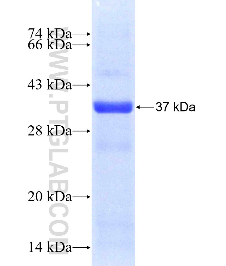 FAR1 fusion protein ag9050 SDS-PAGE