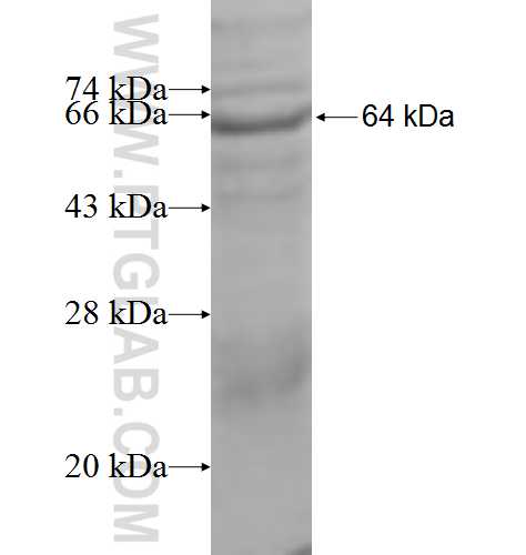 FARSB fusion protein ag9522 SDS-PAGE