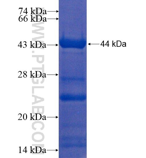 FGB fusion protein ag10205 SDS-PAGE