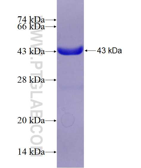FGD3 fusion protein ag14155 SDS-PAGE