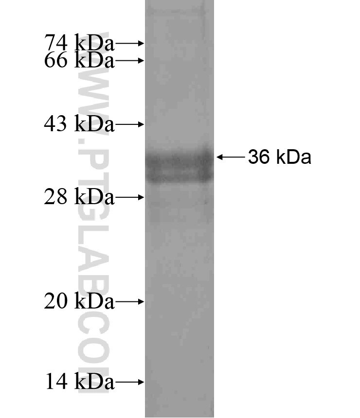 FGFR2 fusion protein ag17941 SDS-PAGE