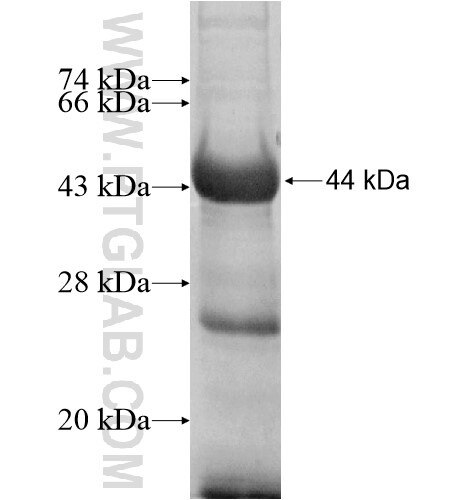 FIGNL1 fusion protein ag11960 SDS-PAGE