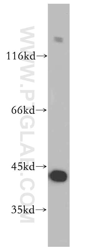 FKBPL western blot WB 10060-1-AP FKBPL Antibody FKBPL;DIR1;NG7;WISP39 ;