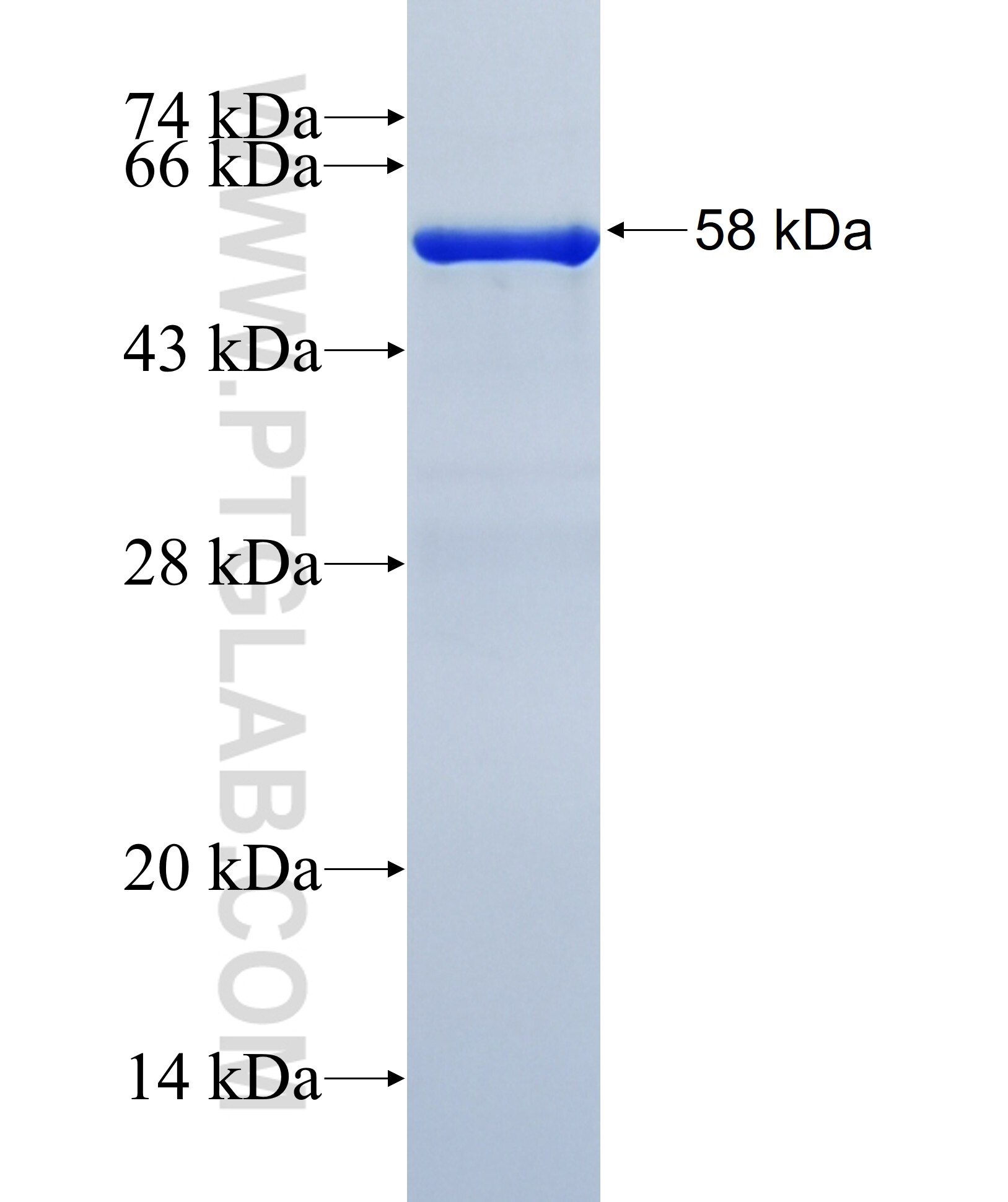 FKBPL fusion protein ag0112 SDS-PAGE
