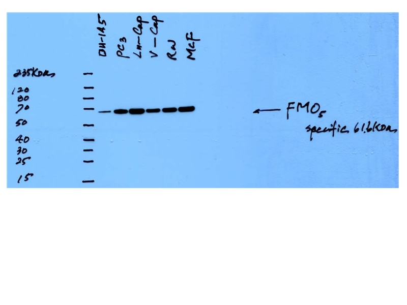 FMO5-specific WB 16864-1-AP FMO5-specific Antibody 